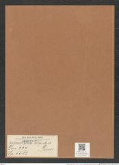 Actinoptychus hispidus Grun. (de-Toni-Nr.: Genus 227, Species 5583) Zeichnungen Sammlung Grunow Mappe 05335 (Herbarium_W_Grunow_drawings_Folder_05335)